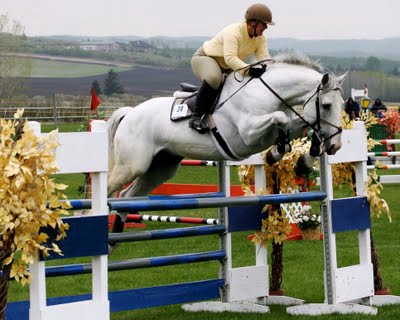 O'Leary's Irish Diamond, Irish Draught Stallion